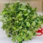 A bunch of fresh watercress pulled straight from the field at harvest