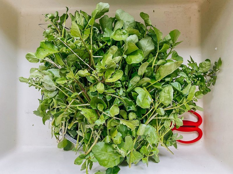 A bunch of fresh watercress pulled straight from the field at harvest
